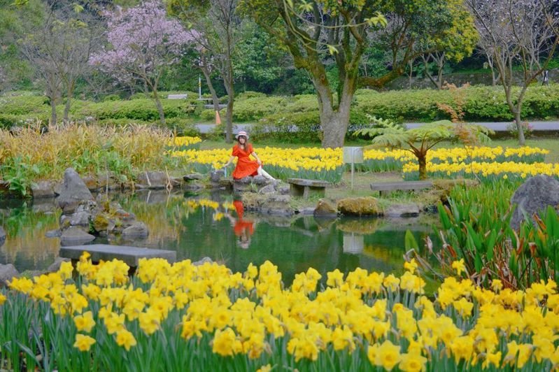 賞花 陽明山 金黃水仙花海 池塘倒影 搭公車能美拍還有夢幻級純白海芋搶先看 健行筆記