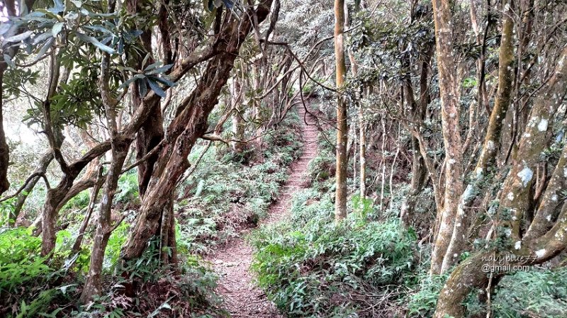 沙蓮山橫嶺山 (27).jpg