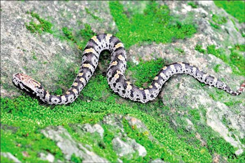動物 台灣六大毒蛇 健行筆記