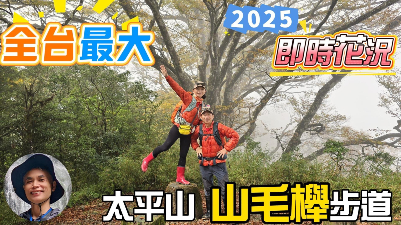 太平山台灣山毛櫸步道最佳觀賞期，山毛櫸黃葉率已達80%，要去要快，順訪見晴懷古步道，感受濃霧中的魔幻鐵道。探訪第二高的小百岳三星山，一睹瑰麗如詩的雲海大景。