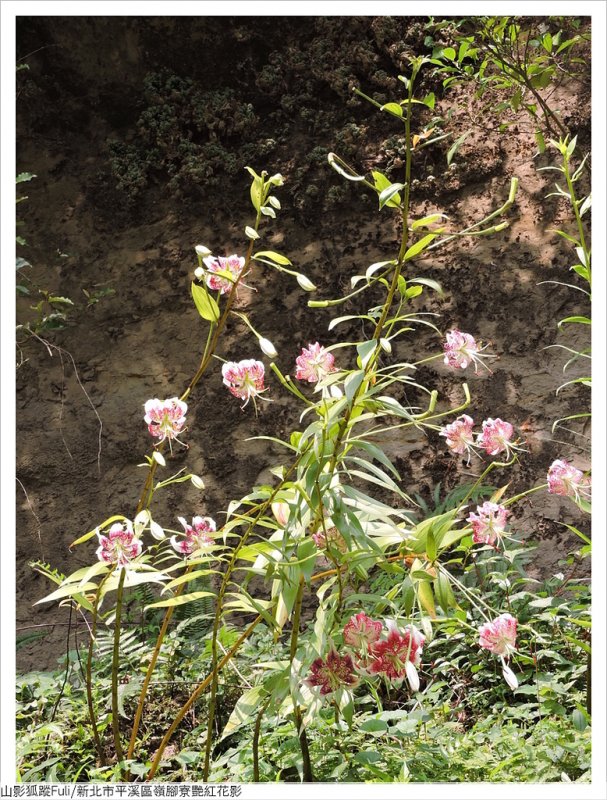 嶺腳寮花影 (29).JPG - 靈巖寺艷紅花影