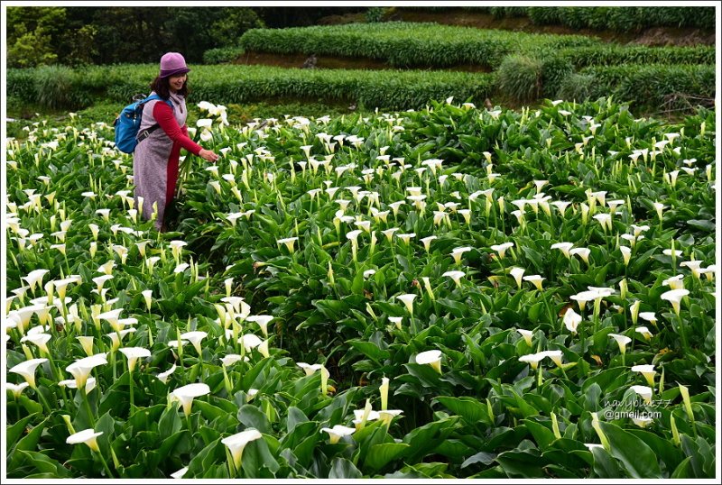 竹子湖海芋 (37).JPG