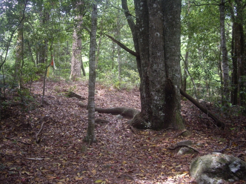 IMGP9194.JPG - 台中和平十文溪山、屋我尾山(麗陽線)