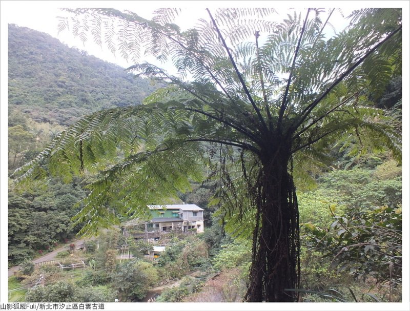 白雲古道 (65).JPG - 康誥坑溪山櫻花