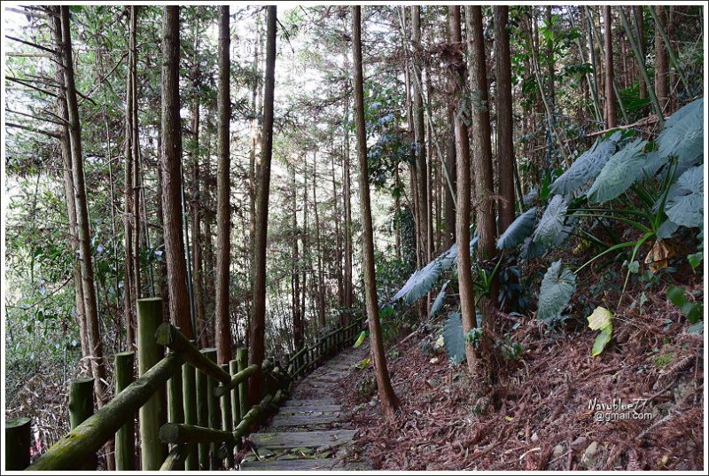 阿里山達邦部落