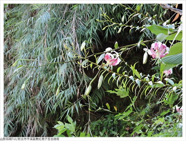 靈巖寺艷紅 (37).JPG - 艷紅鹿子百合花影