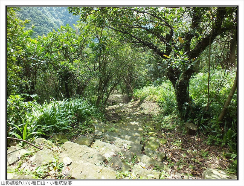 小粗口山 (56).jpg - 小粗口山、小粗坑聚落