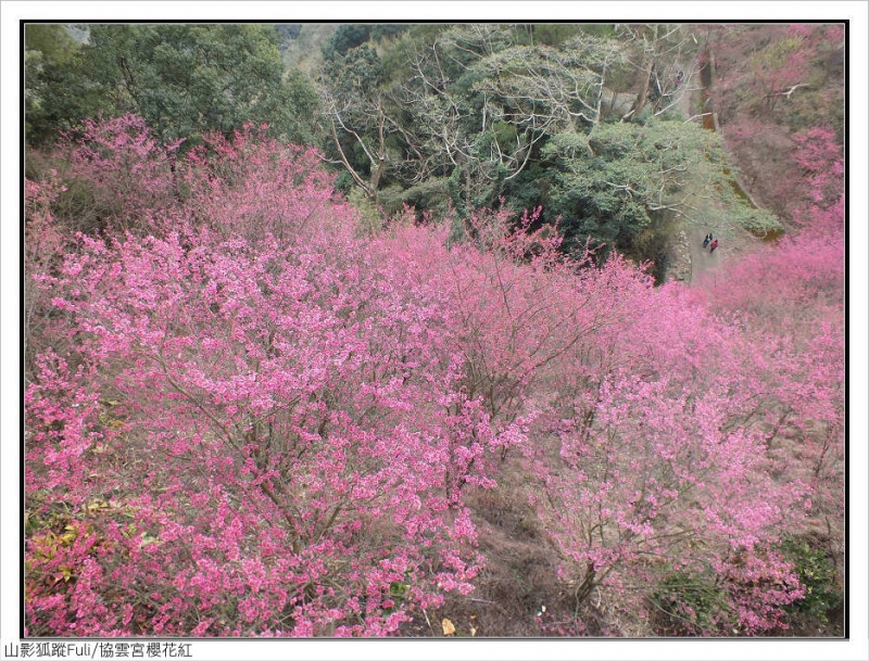 協雲宮櫻花 (22).jpg - 協雲宮櫻花嫣紅