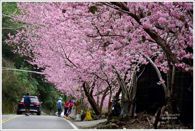 阿里山公路賞櫻 (7).JPG