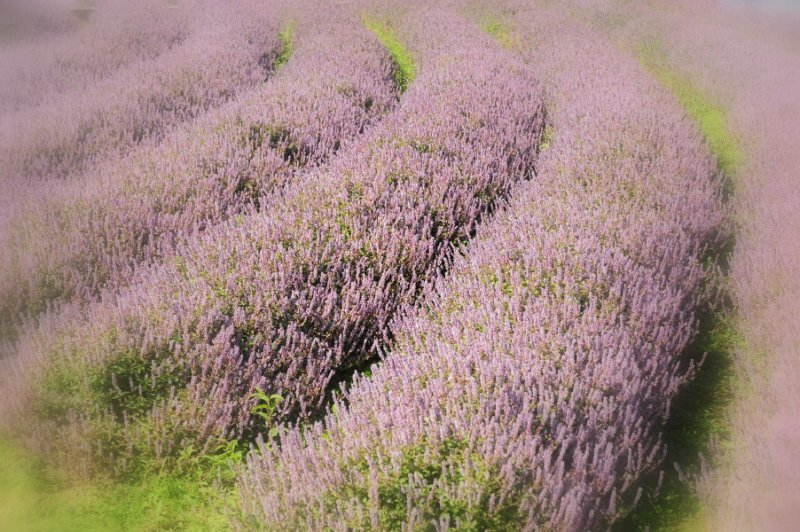桃園 紫迷心醉 紫爆桃園仙草花 健行筆記