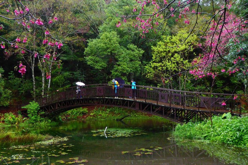 新聞 療癒身心首選 林務局首度參與台北國際旅展推30條精彩森林遊程 健行筆記