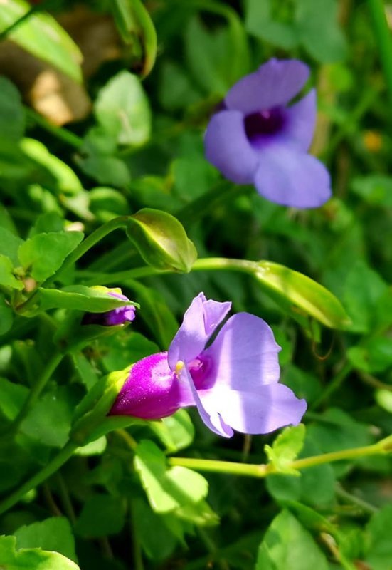植物 7種紫色植物 健行筆記