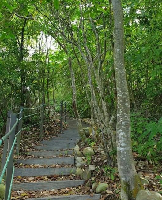 草屯- 九九峰森林步道、美術館美學體驗、多肉植物園