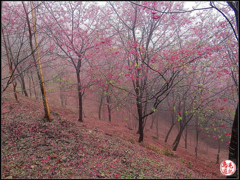 碧絡角環山櫻花步道 (29).jpg