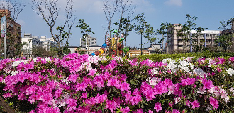 新聞 全台近九成杜鵑花苗來自金山公所最推杜鵑公園已盛開 健行筆記