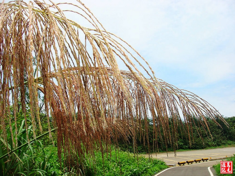 白沙灣神秘湖濱海步道 (50).jpg