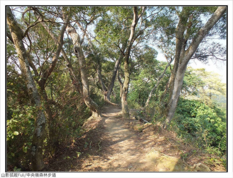 中央嶺森林步道 (41).jpg - 中央嶺森林步道