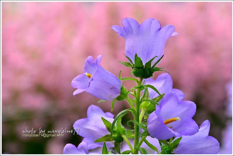 斗南石龜溪風鈴花12.JPG