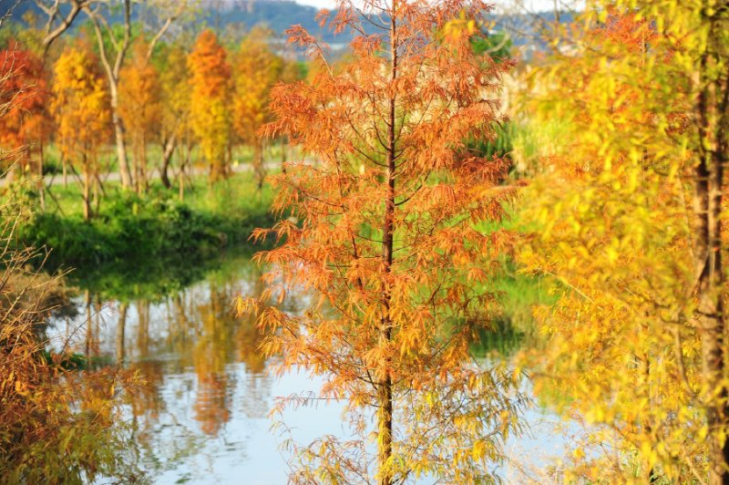 桃園 大溪落羽松 月眉濕地 月眉河濱公園 健行筆記