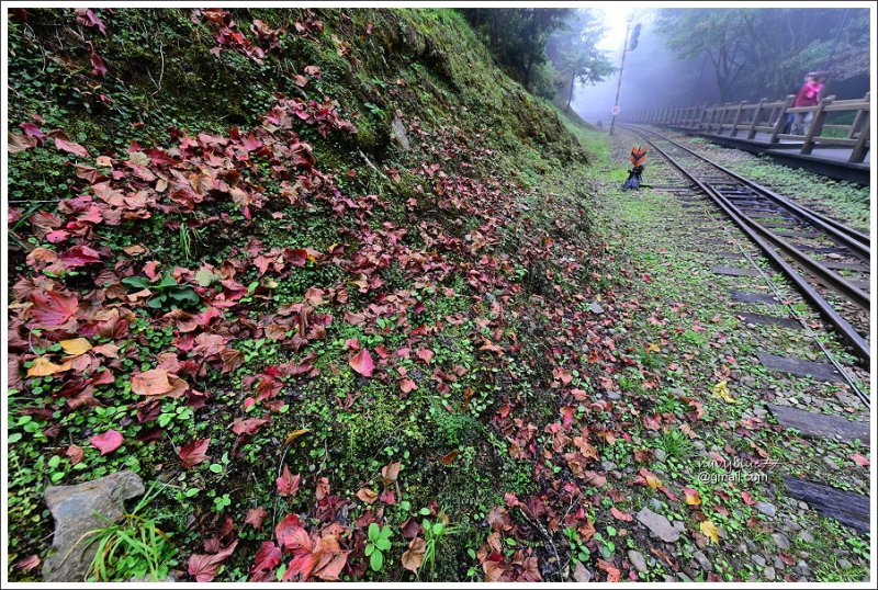 對高岳楓紅 (24).JPG