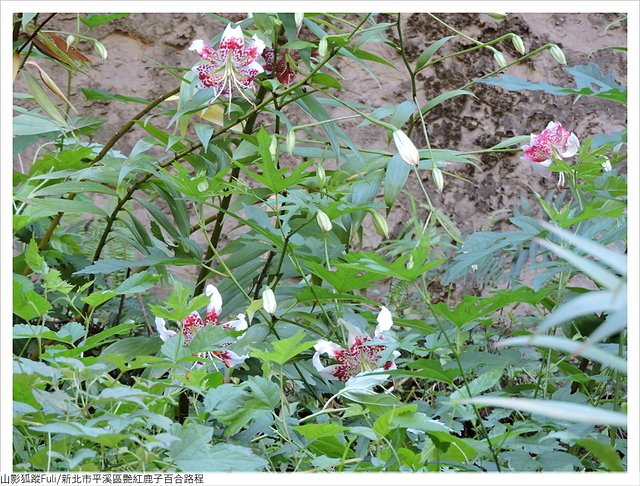 靈巖寺艷紅 (6).JPG - 艷紅鹿子百合花影