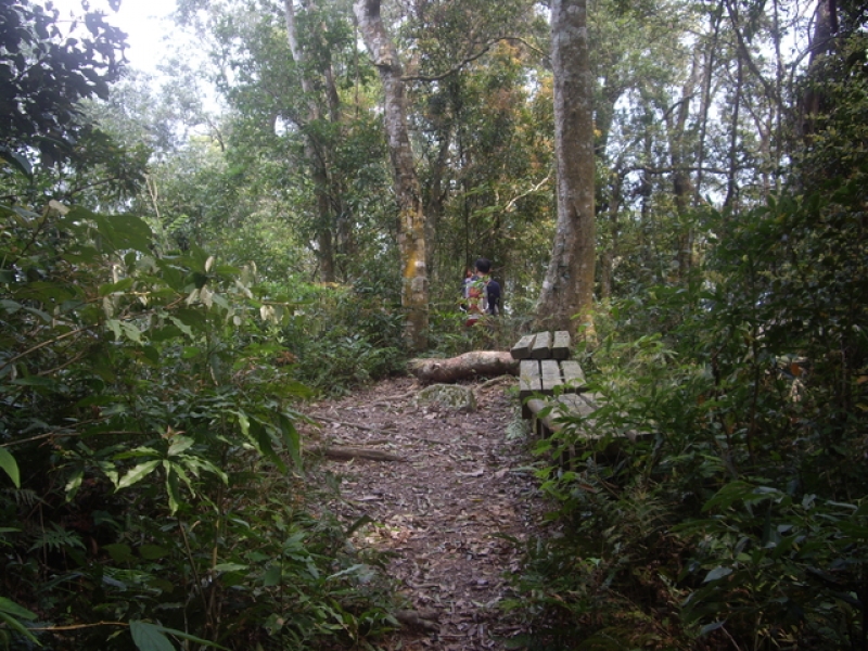 IMGP9125.JPG - 苗栗泰安冬瓜山步道