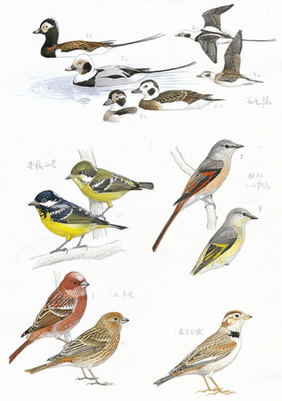 鳥類手繪圖_鴨科、雀科、山雀科、百靈科。（圖片來源：林務局提供）