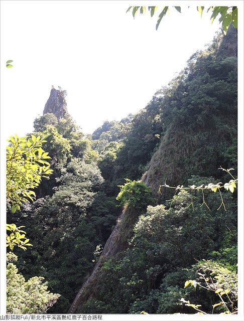 慈母峰艷紅 (12).JPG - 艷紅鹿子百合花影