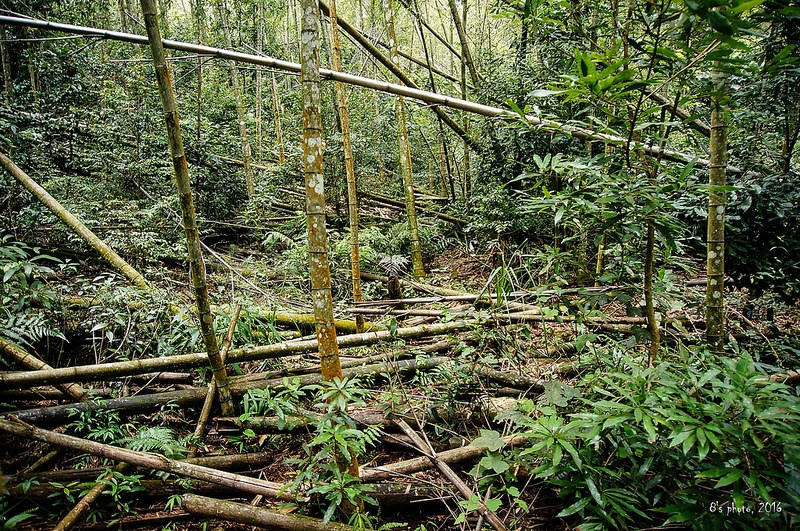 橫屏山步道途中竹林