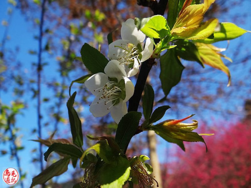 萬壽山櫻花林 (18).jpg