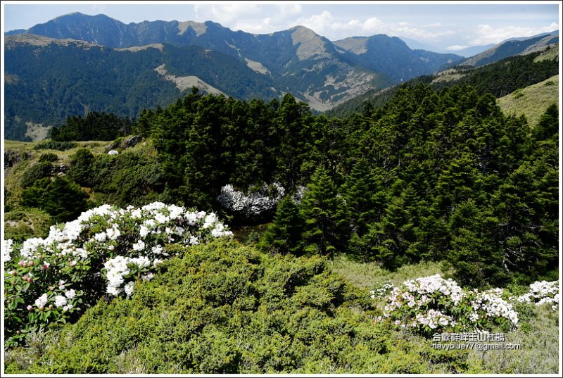 合歡北峰玉山杜鵑