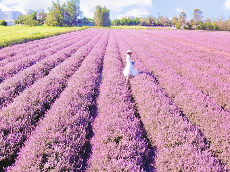 賞花 終於紫翻了 桃園5公頃 楊梅版薰衣草花海 滿開仙草花節本週最美 健行筆記