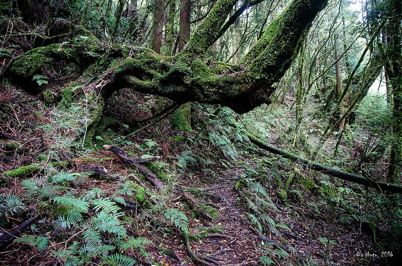 往自忠山、東水山岔路途中