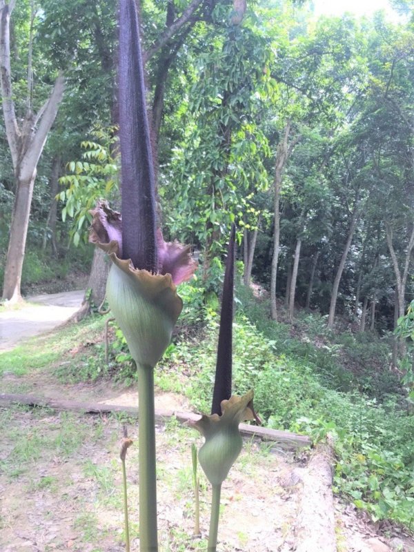 植物 聞臭的 新化林場密毛魔芋季尋找最大 臭美大王花 健行筆記