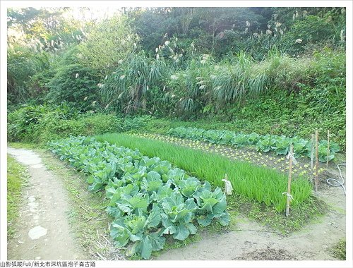 炮子崙古道 (50).JPG - 炮子崙古道