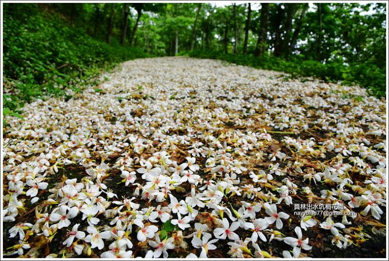 彰化 出水坑油桐花祕境 漫步在油桐花毯的雪白庭園 健行筆記