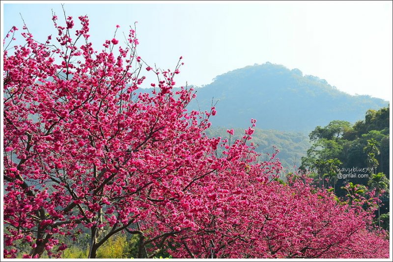 半天岩紫雲寺賞櫻 (3).JPG