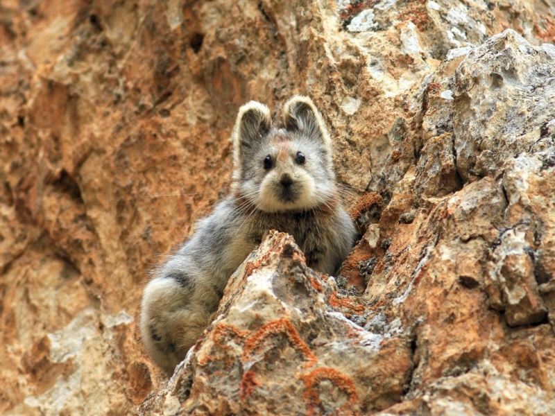 去年夏天在中國天山山脈有人目擊這隻伊犁鼠兔。 Photograph by Li Weidong 