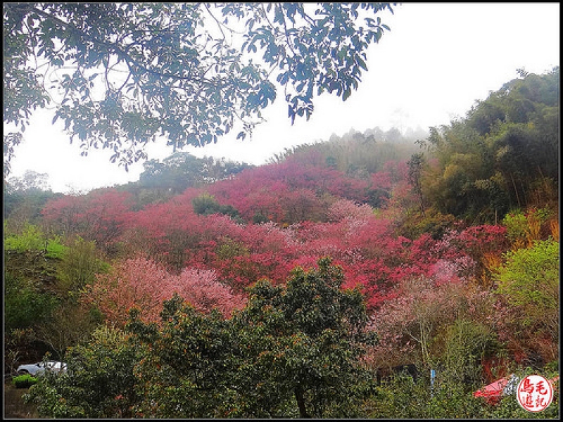 碧絡角環山櫻花步道 (57).jpg