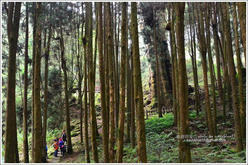 阿里山水山線鐵道-水山神木