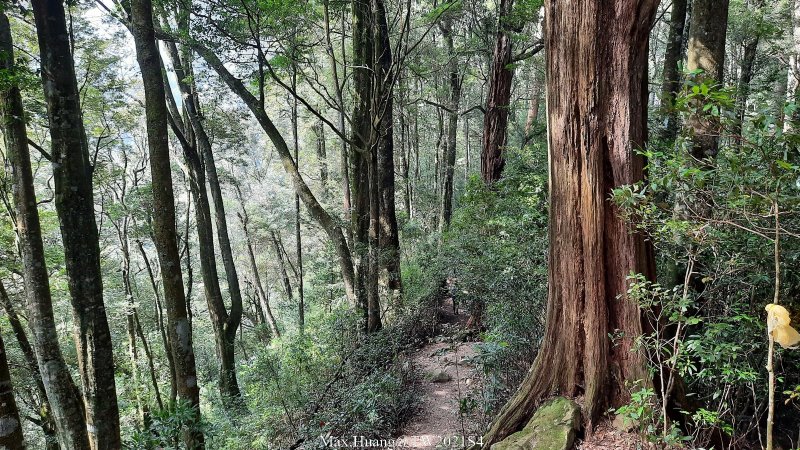 《台中》原始之美｜屋我尾山(北登山口)