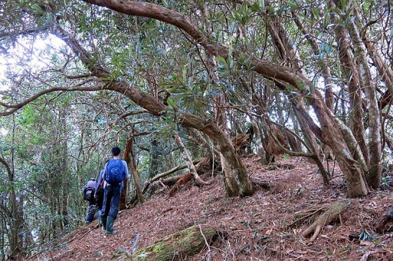 虎禮山、芝生毛台山登山步道