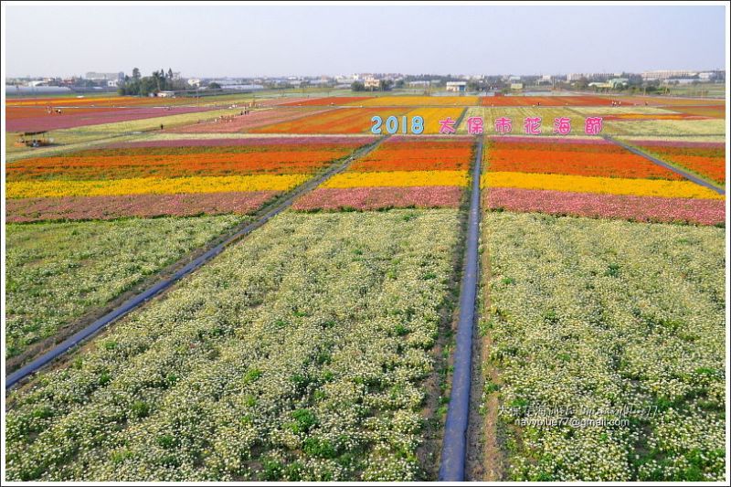 太保花海201820.JPG