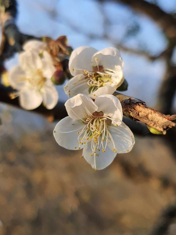 新聞 高雄梅花開了 六龜寶來梅花綻放元旦出遊有花可賞 健行筆記