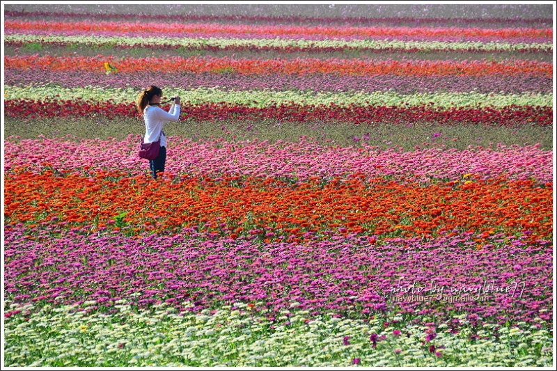 2017太保花海09.JPG