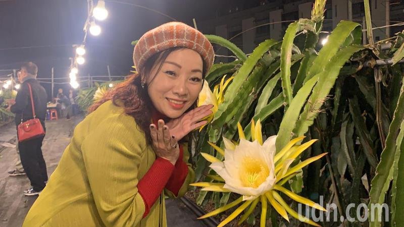 新聞 影 花比臉大 千朵火龍果花一夜盛開難得一見賞花會 健行筆記