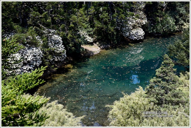 合歡北峰玉山杜鵑