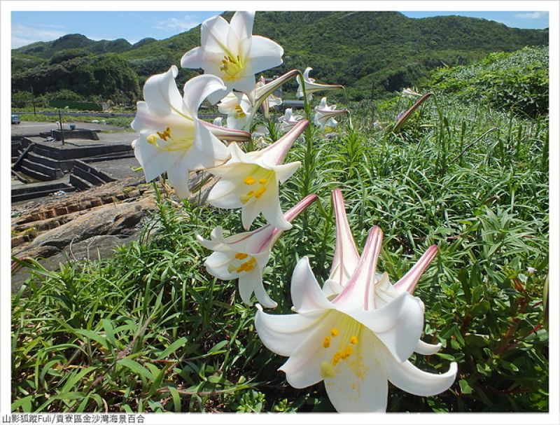 海景百合花 (18).JPG - 金沙灣海景百合