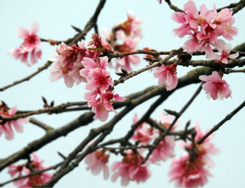 新聞 全台最美 平地櫻花步道 長達1公里 枝頭結滿花苞今年可望開得美 健行筆記