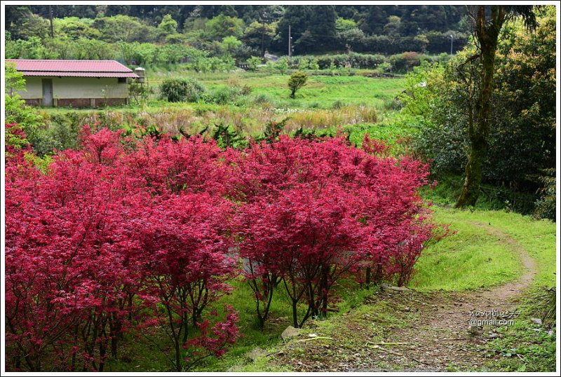 竹子湖海芋 (15).JPG